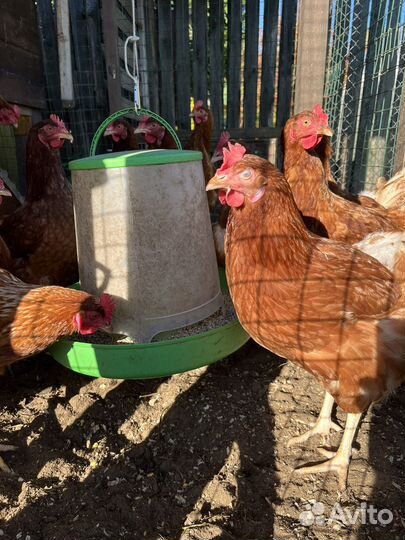 Куры несушки ломан браун