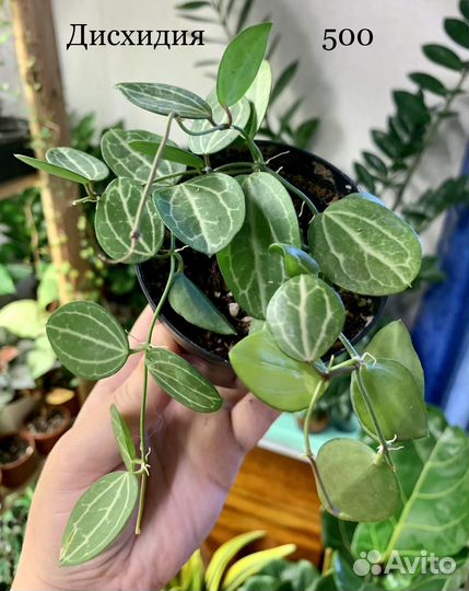 Сансивиерия, дисхидия, церопегия, красула