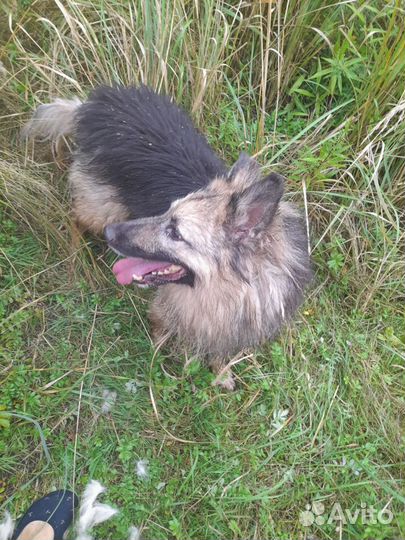 Вся жизнь за решеткой.собака в дар в добрые руки