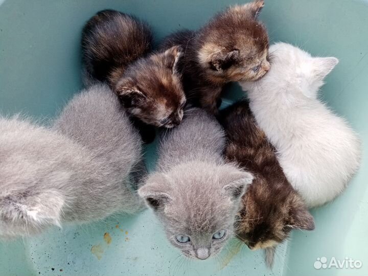Отдам в добрые руки