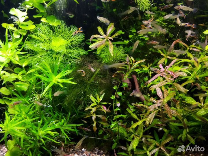 Неприхотливые растения для аквариума