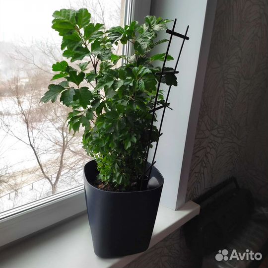 Комнатные цветы