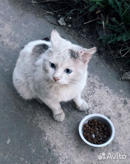 Котики в беде