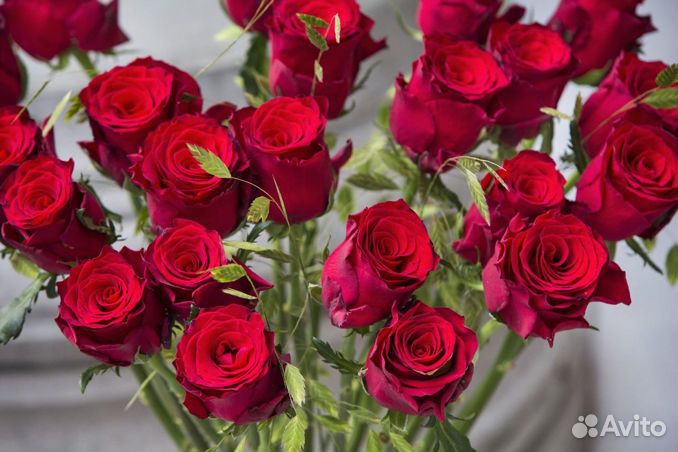 Роза одноголовая Опт