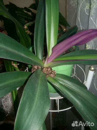 Герань пеларгония