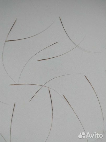 Усы,вибрисы сиамского кота