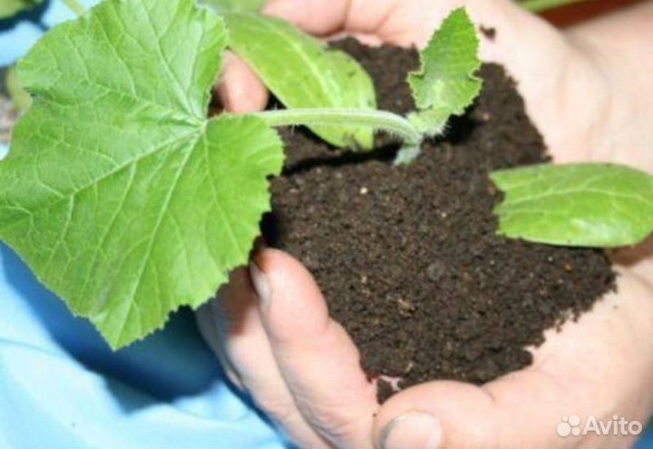 Биогумус Вермикомпост Перегной