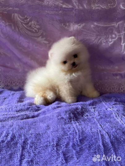 Микро мальчик померанского шпица