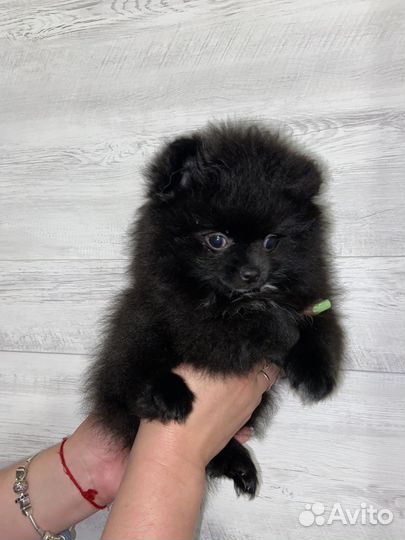 Померанский шпиц