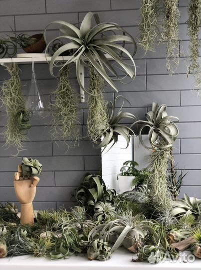 Растения без грунта,воздушные растения,тилландсии