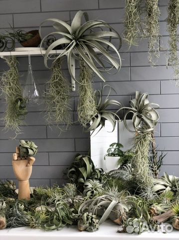 Растения без грунта,воздушные растения,тилландсии