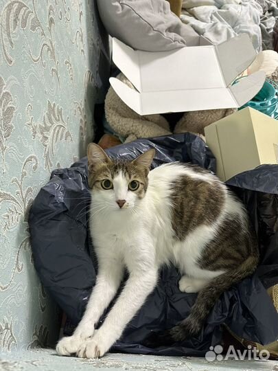 Потерялся кот В районе Театральная-Северная