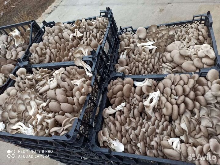 Грибы вешенка