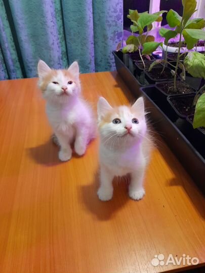 Три маленьких рыжых кота