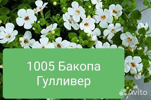 Бакопа,вербена вегетативная ампельная