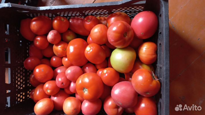 Продам помидоры