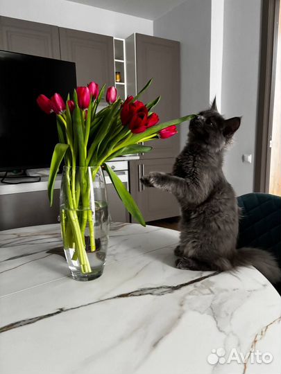 Котята от домашней кошки бронь