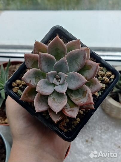 Кактусы и суккуленты Эхеверия Эчеверия Космо