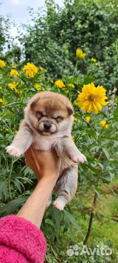 Сиба ину на продажу