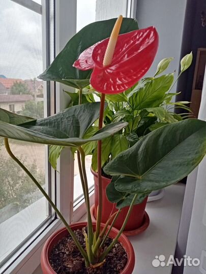 Антуриум Андре