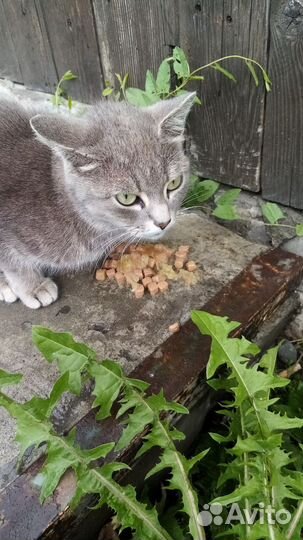 Кошечка молодая, подкидышь
