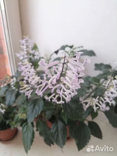 Плектрантус