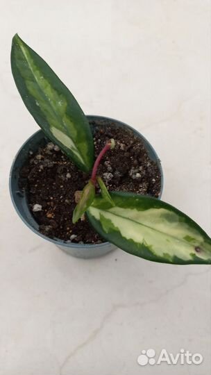 Хойя карноза триколор