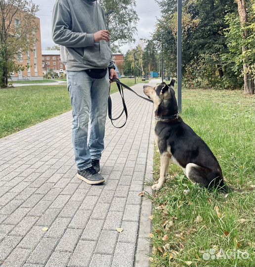 Собака в добрые руки