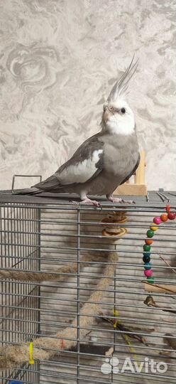 Попугай корелла