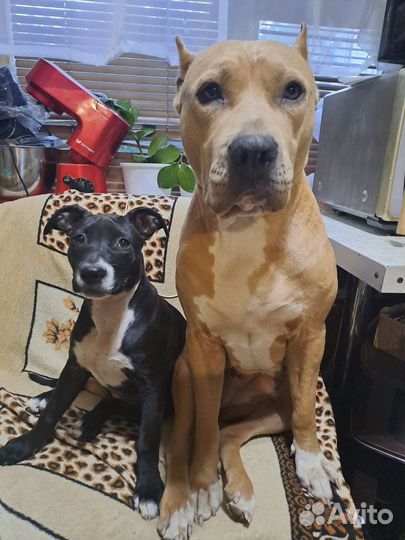 Отдам щенка