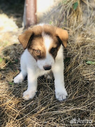 Щенок в добрые руки бесплатно