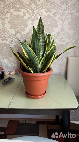 Сансевиерия