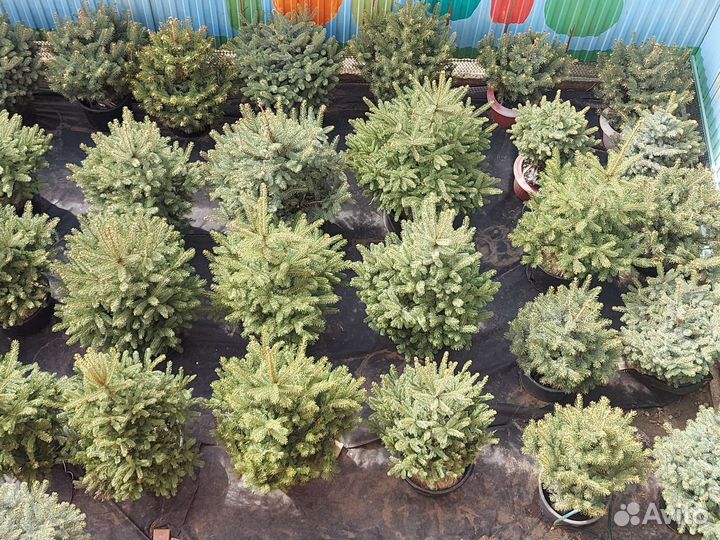 Ели новые поступления из питомника