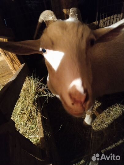 Доильный аппарат, костратор