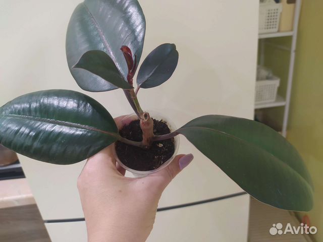 Фикус каучуконосный 