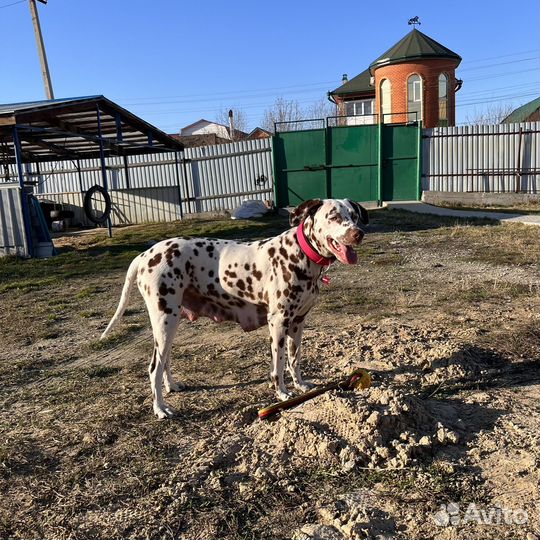 Щеночки далматина