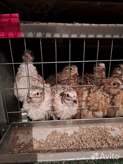 Перепелки Феникс, Фараон