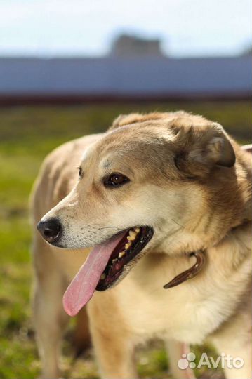 Баунти только и мечтает о хозяине