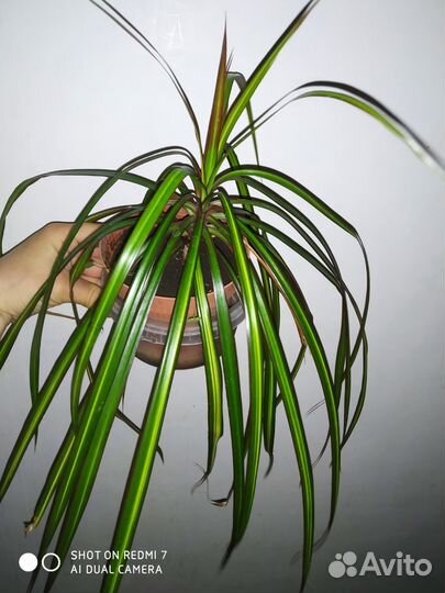 Драцена полосатая трехцветная яркая