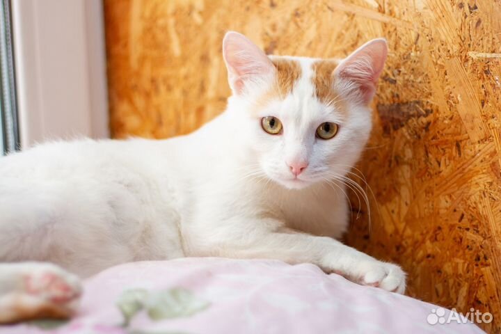 Ласковый кот
