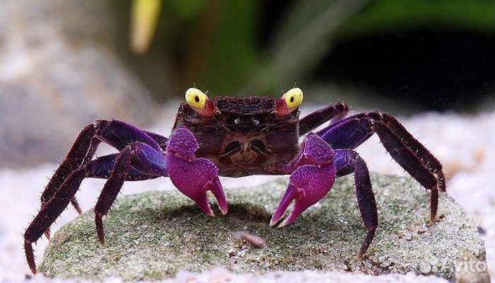 Краб вампир