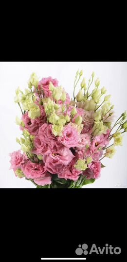 Цветы эустома