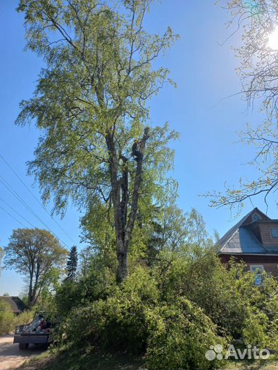 Спил деревьев