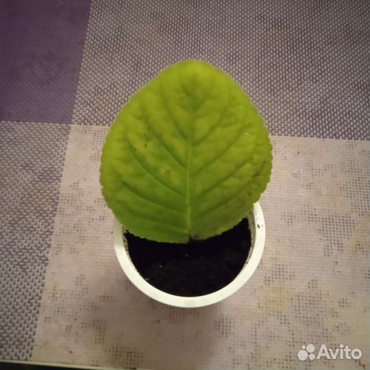 Глоксиния махр., лист