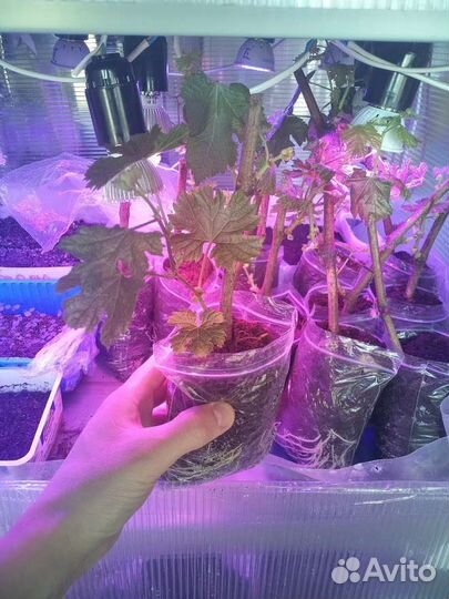 Саженцы винограда 