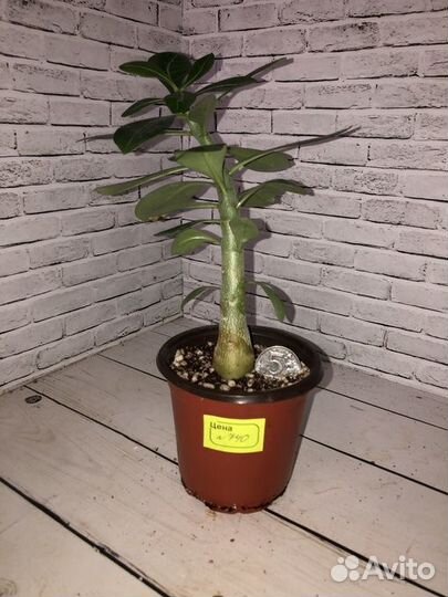 Адениумы из семян