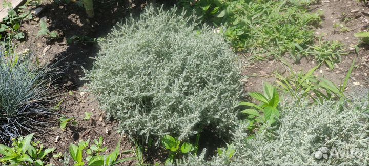 Сантолина серебристая