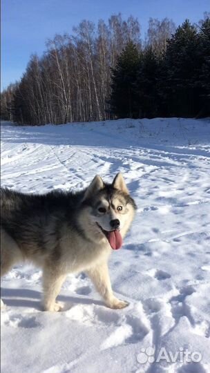 Мальчик в добрые руки