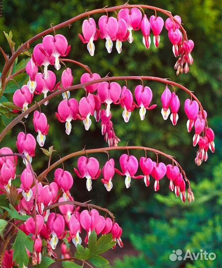 Роза неукрывная,яркая астильба, дицентра дороникум