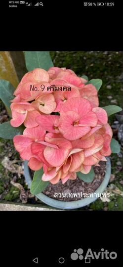 Эуфорбия мили есть цветущие